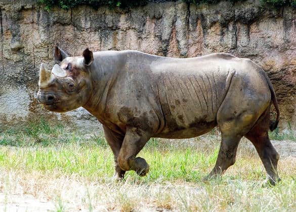 動物図鑑・クロサイ